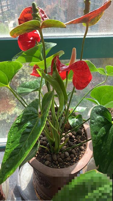 1种花需要暴晒，扔在南阳台不用管，开花红的像“火焰”