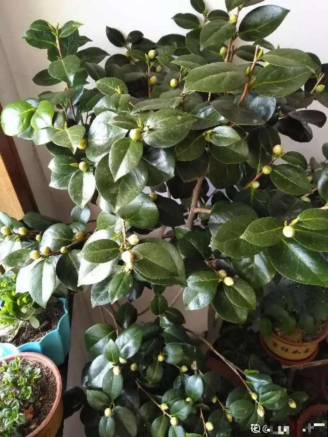 10种旺运花，一个月内要涨价，现在赶紧买