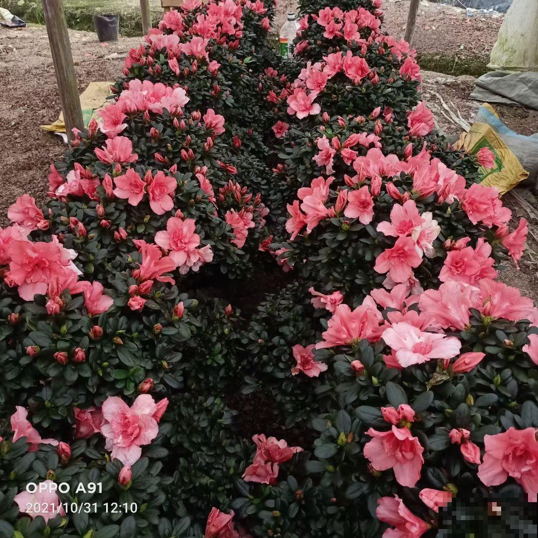 想让杜鹃开花多得不见叶，掌握5个“窍门”，满盆开爆花很简单