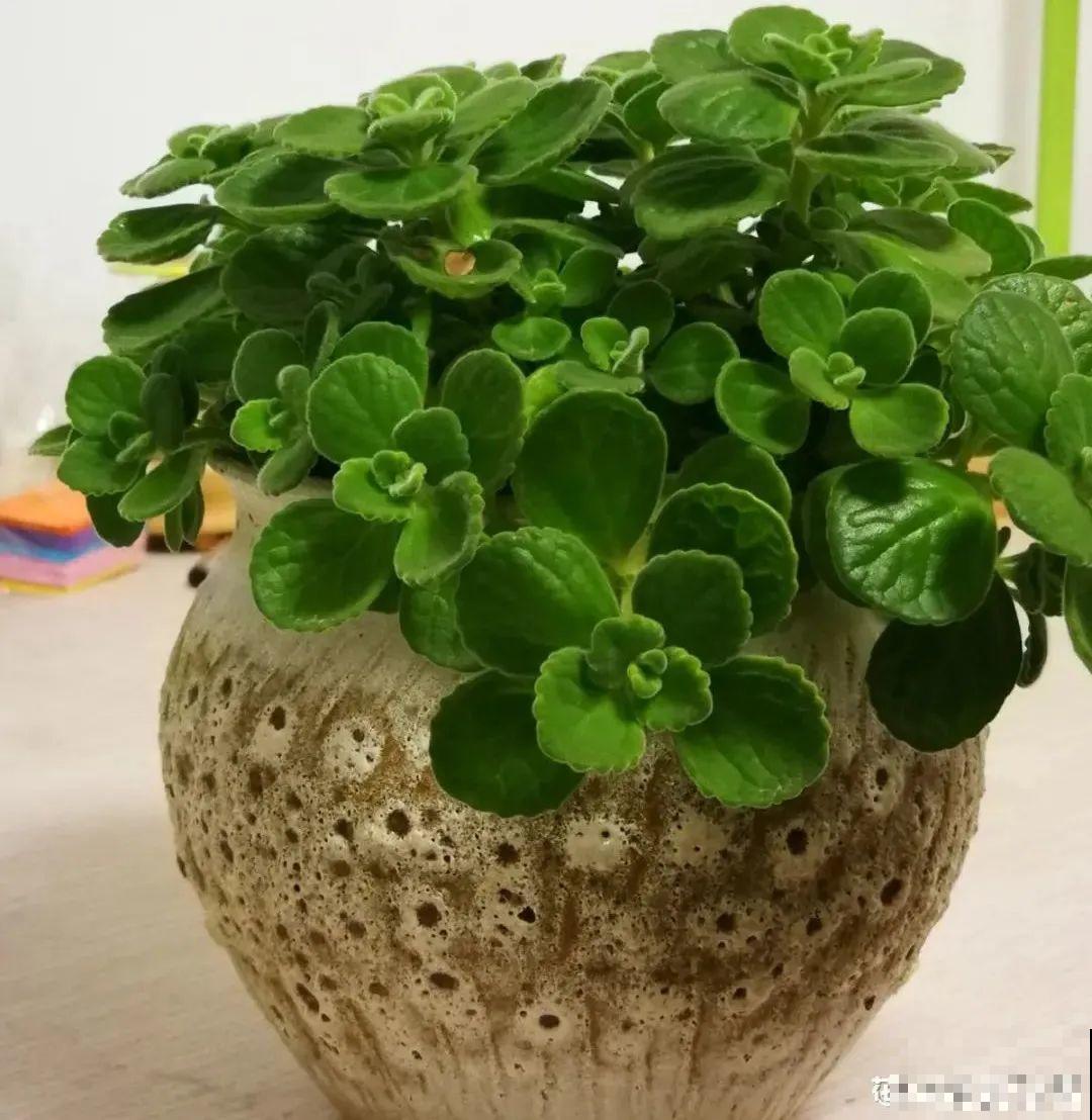 10种花，冬天别喷水，越喷越烂叶，变成光杆特丑