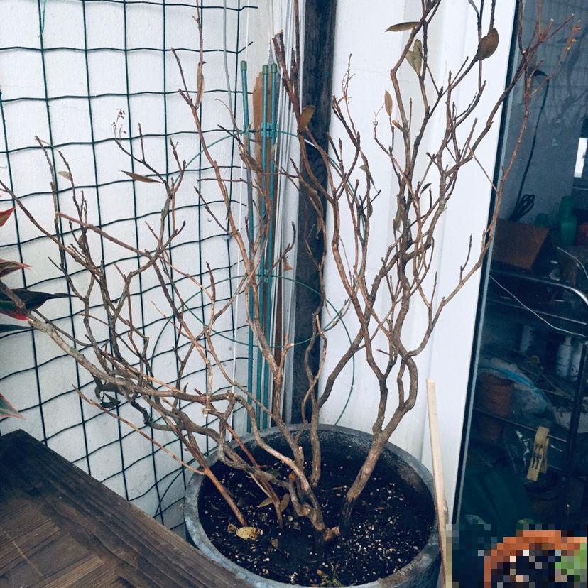 室内软装新宠马醉木,养一棵在家,百搭有气质 室内软装新宠马醉木,养一棵在家,百搭有气质