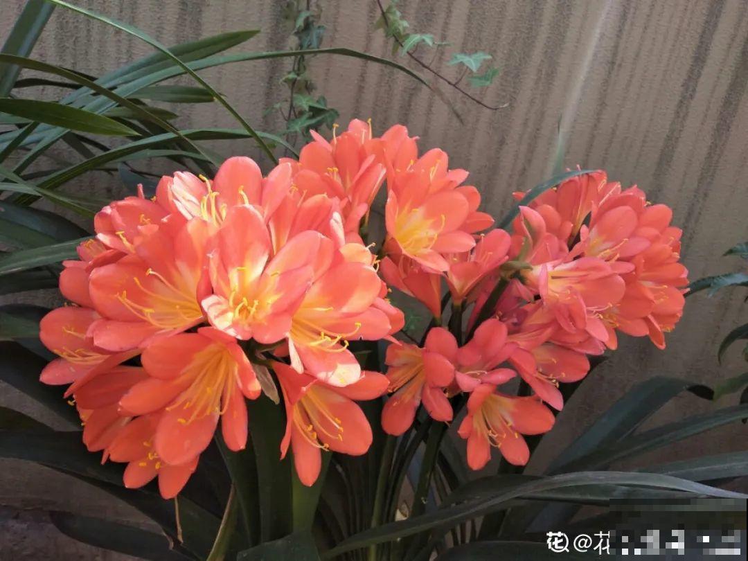 现在给花上秋肥，杆子粗、叶子密，不然冬天都冻死