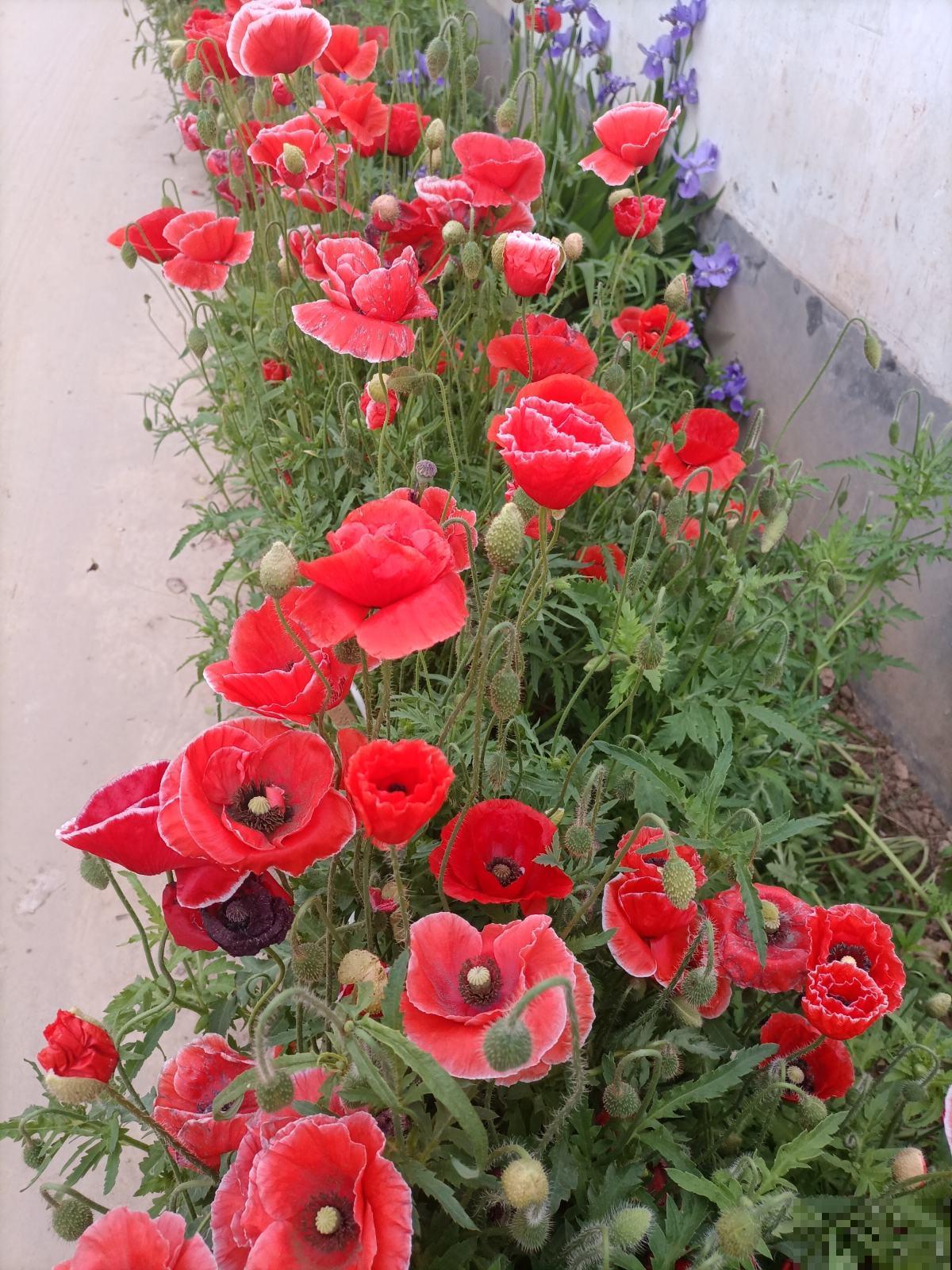 退休以后，在海南买了个房子，才知道为啥大家都爱来