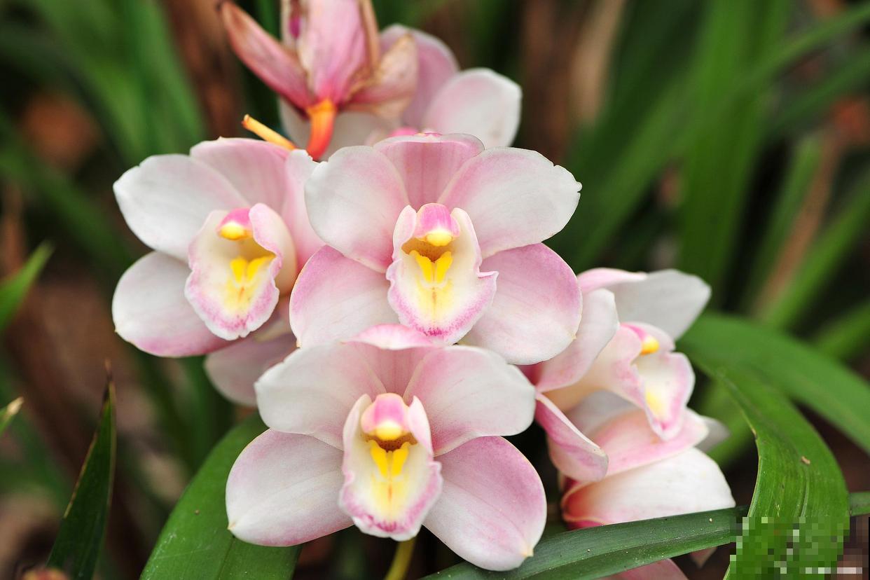 大花蕙兰的养殖方法和注意事项