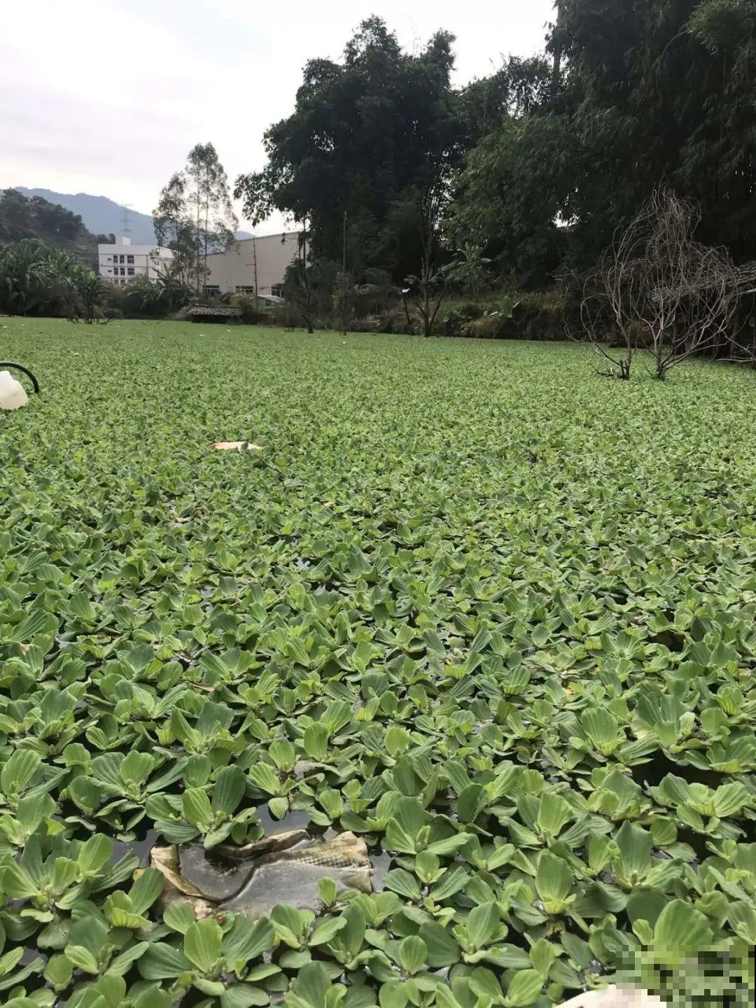 5种花长太快，容易泛滥成灾，千万别随便丢弃