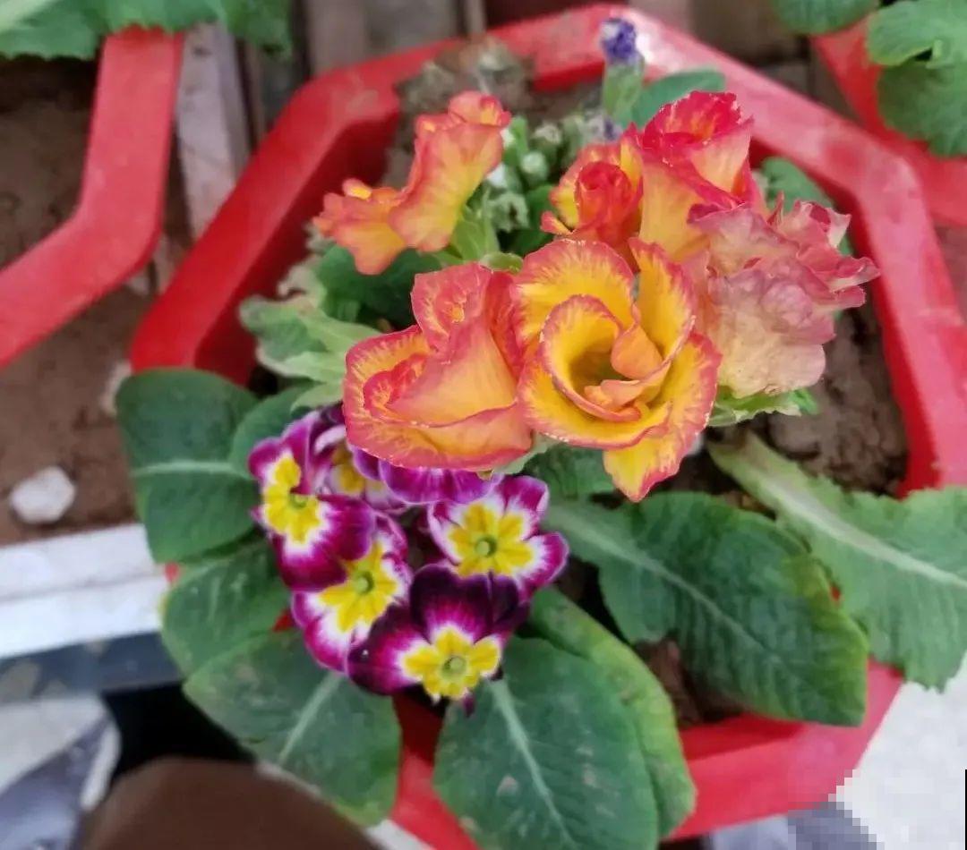 8种花，年年买，年年养死，今年可别当冤大头