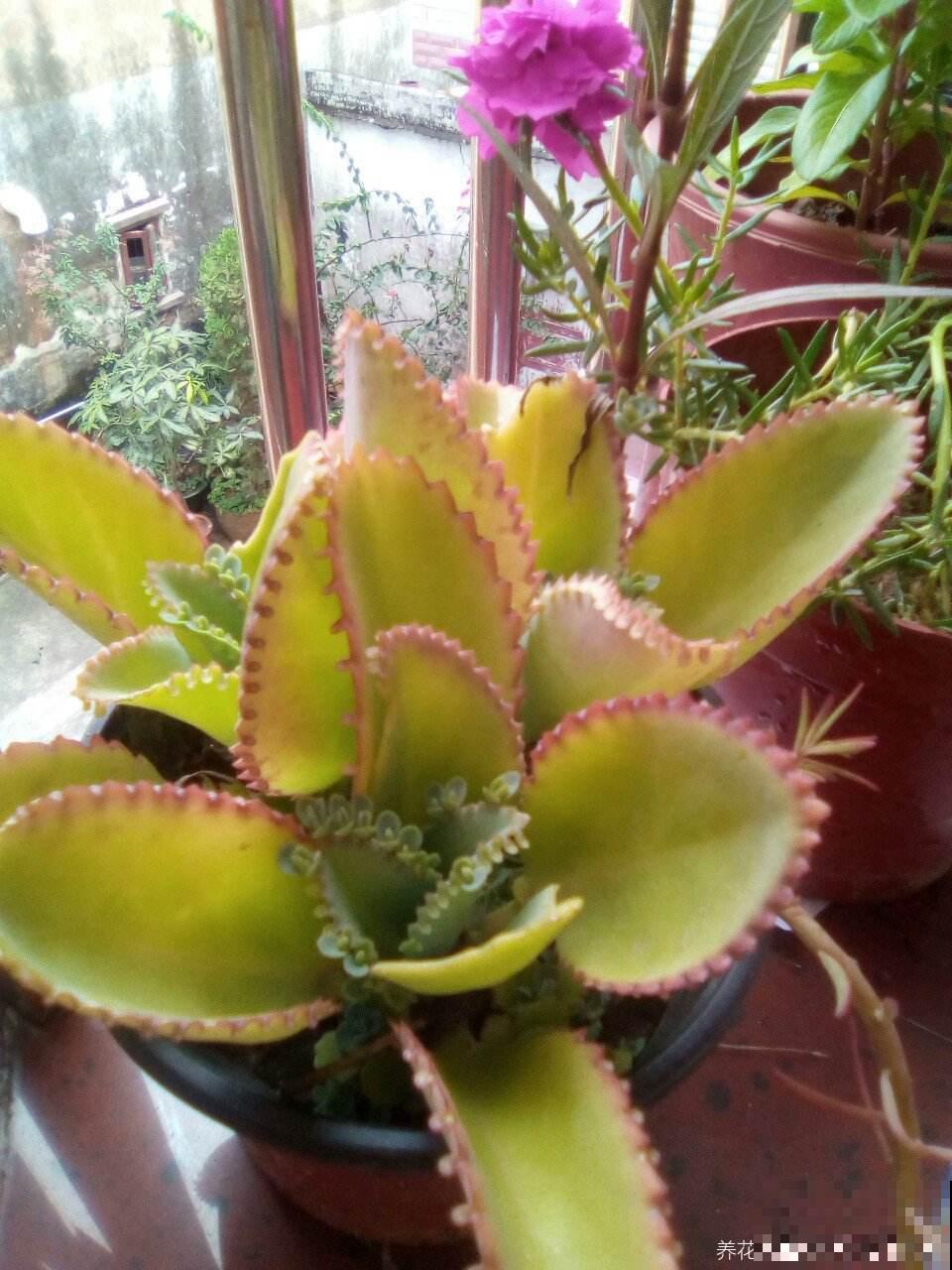 4种花不浇水才长得旺，浇水太多反而不好，烂根又黑腐