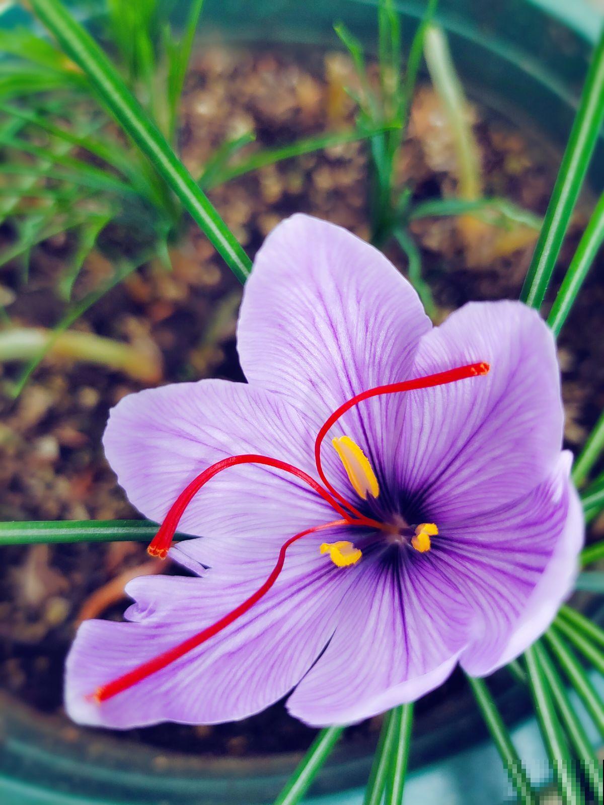 冻不死的5种省心花，花开又香又美，家里养一盆冬天也变小花园