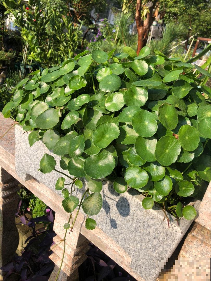 30种观叶植物,能观赏也净化空气,总有一种你养过 30种观叶植物,能观赏也净化空气,总有一种你养过