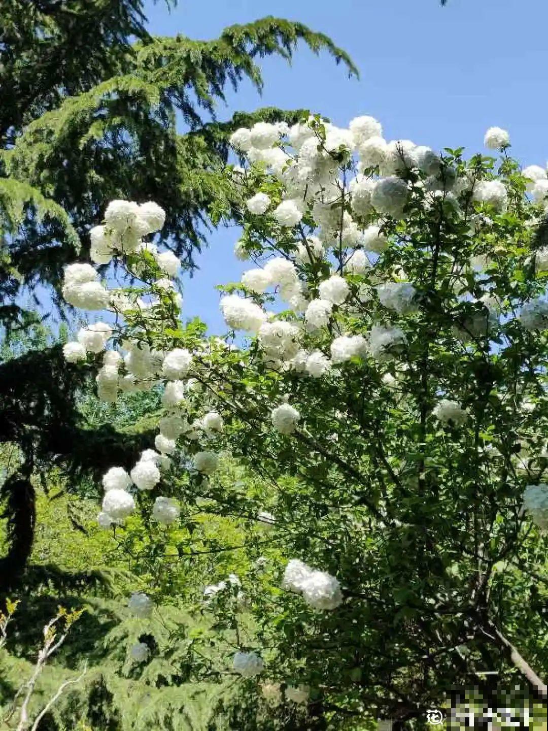 4组花长得太像,实在太容易认错,你能认出几个? 4组花长得太像,实在太容易认错,你能认出几个?