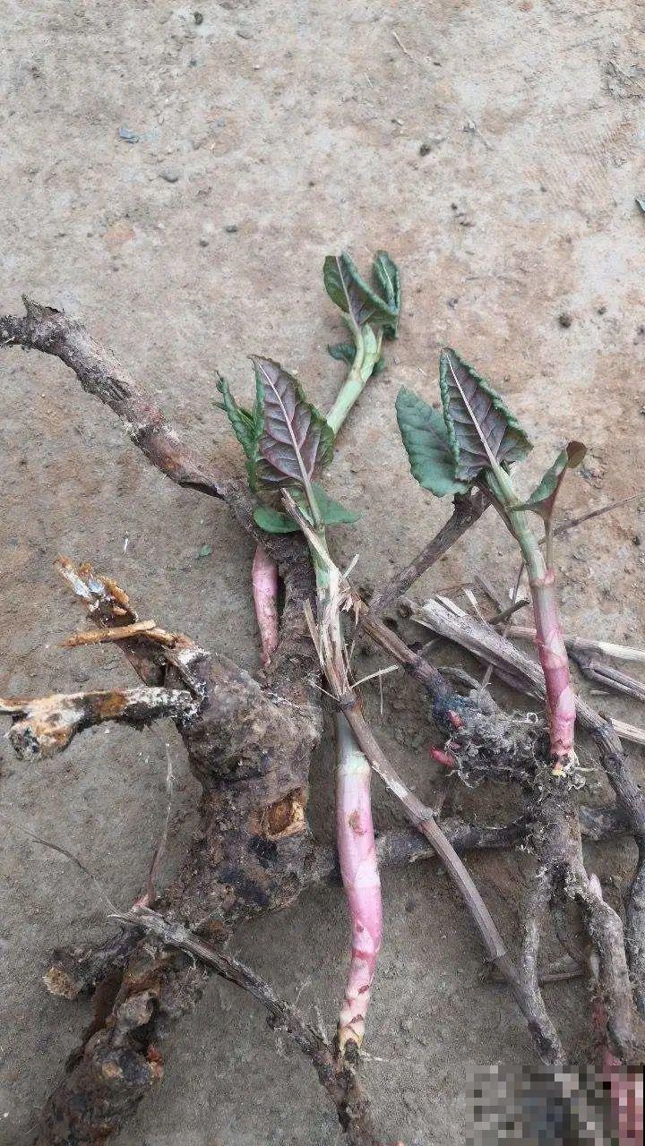 河南等地遭“恶魔之花”入侵，看到之后赶紧报告，不然会有大麻烦