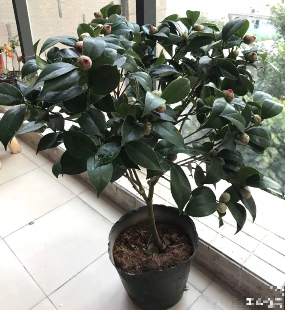 冬天6类花,叶片和花苞别喷水,一喷就烂了 冬天6类花,叶片和花苞别喷水,一喷就烂了