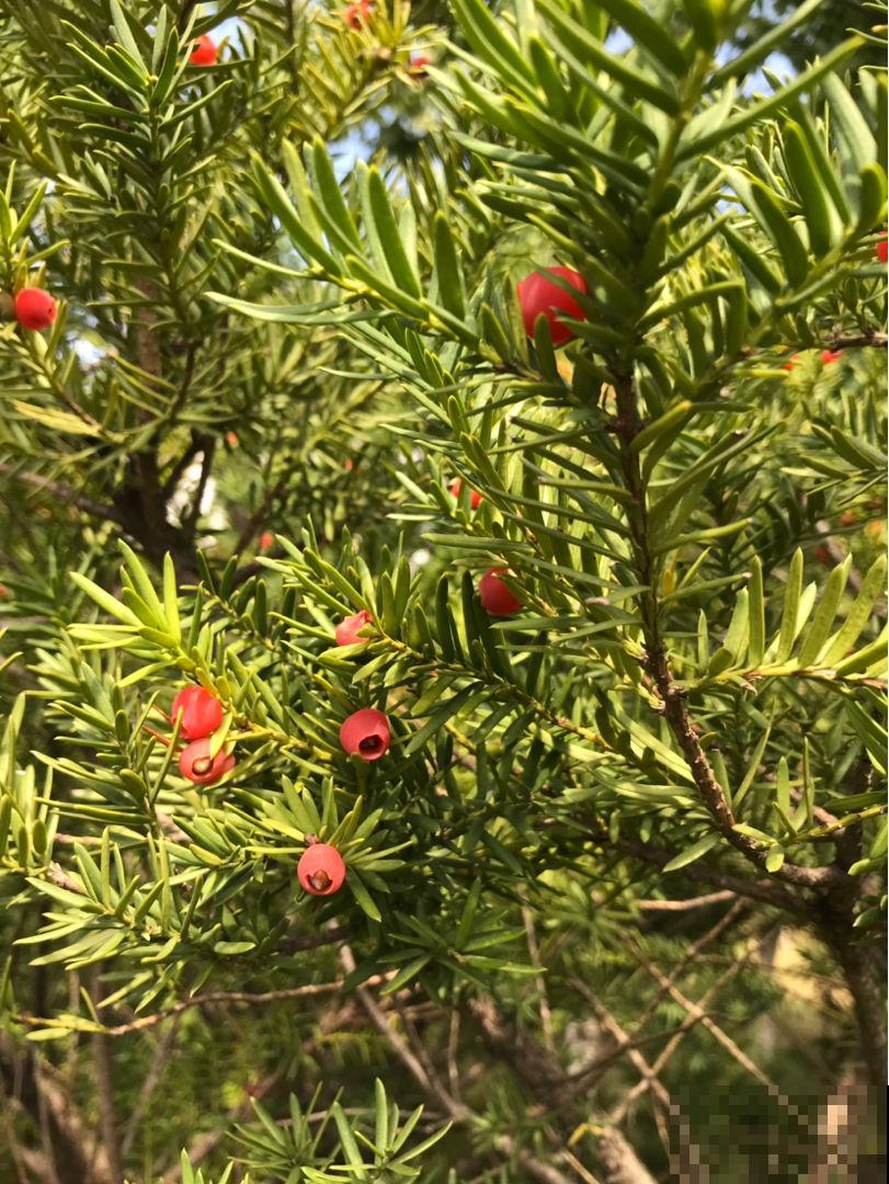 跟风买的“网红花”,本以为交了智商税,实际越养越上瘾 跟风买的“网红花”,本以为交了智商税,实际越养越上瘾