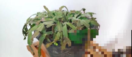 蟹爪兰、长寿花僵苗,必须掐几下,重新换盆养! 蟹爪兰、长寿花僵苗,必须掐几下,重新换盆养!