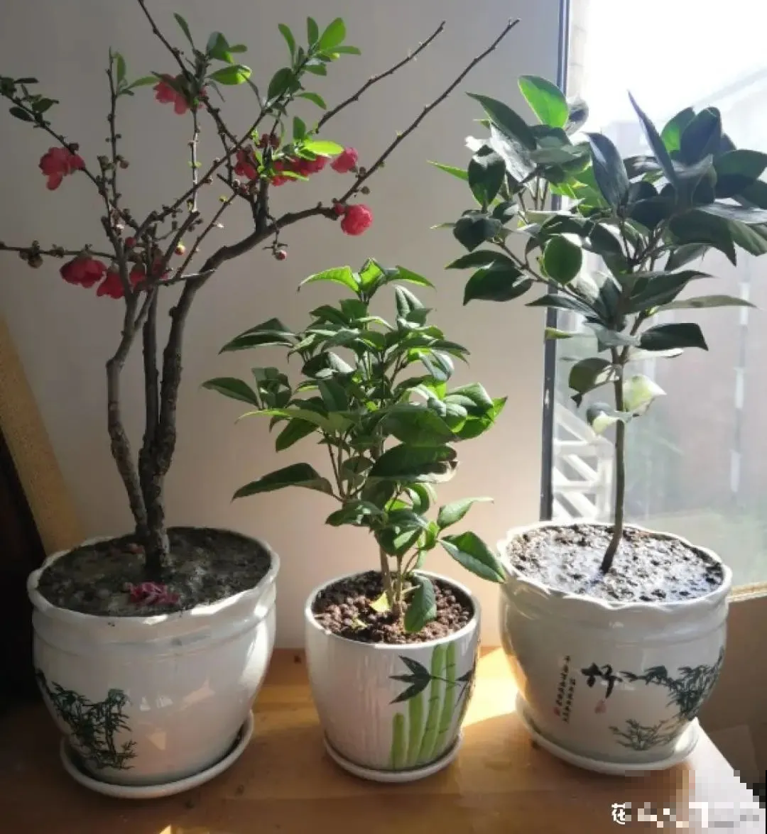 冬天养花注重养根,6个养根方法,学会很重要 冬天养花注重养根,6个养根方法,学会很重要