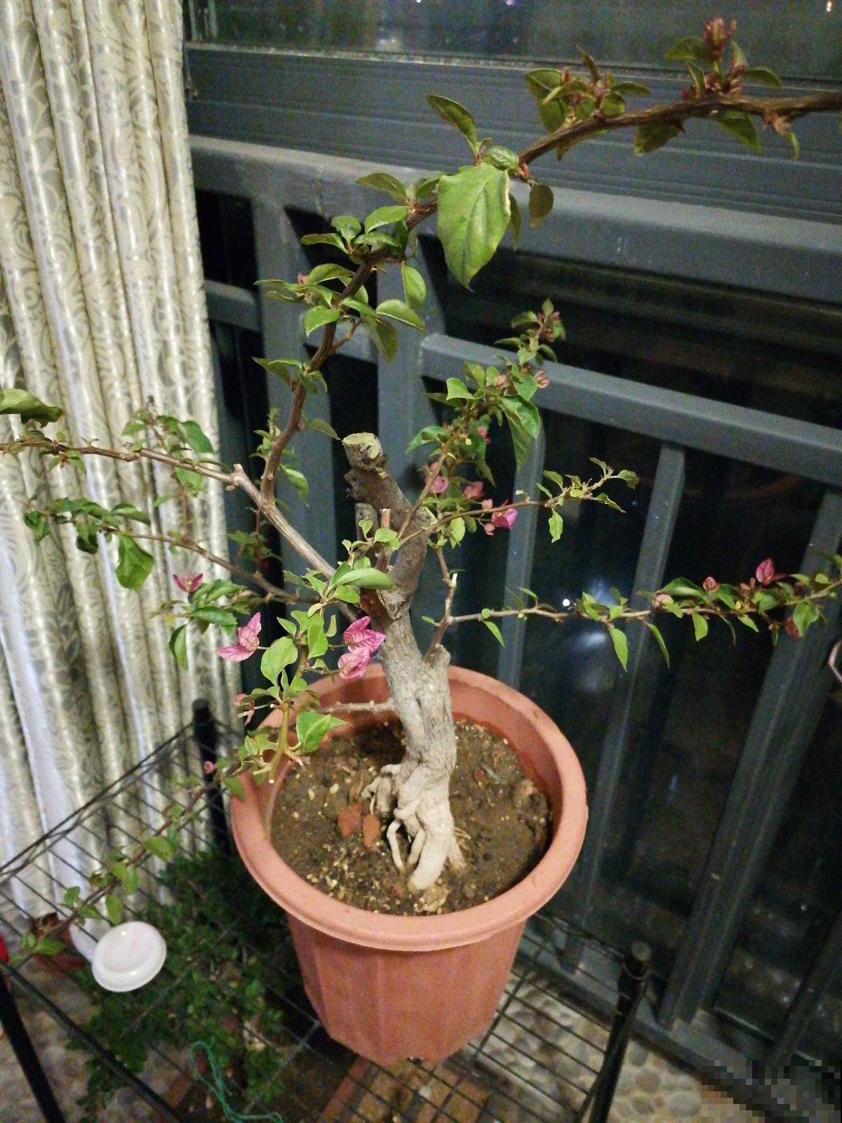 1个塑料袋,让植物安稳过冬,操作很简单 1个塑料袋,让植物安稳过冬,操作很简单