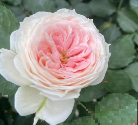 养花离不开施肥，5种常见肥，用对了效果翻倍