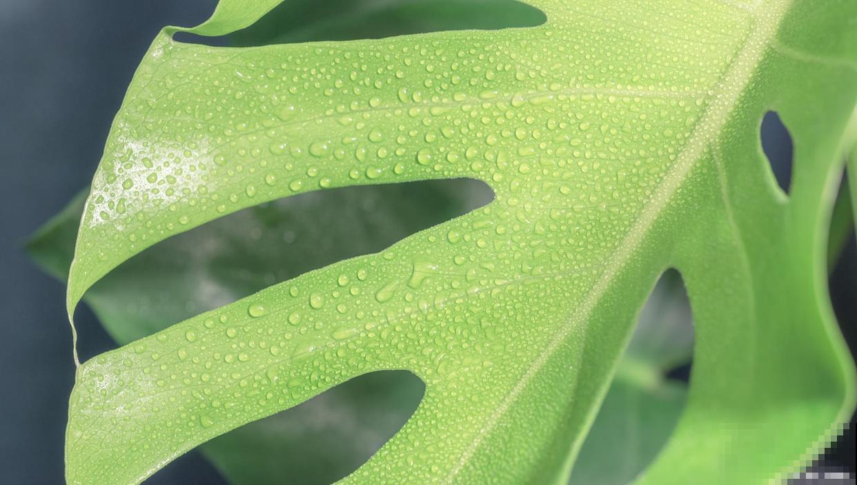 常见20种净化空气的室内植物