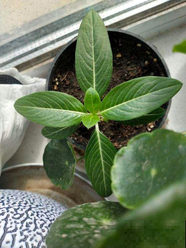 冬天到了，你还在用冷水浇花？难怪养不活