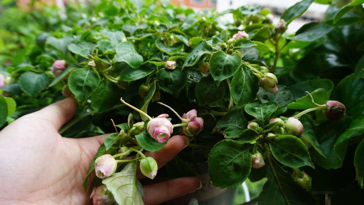 阳台党的“爆花神器”，花中的“白雪公主”，冬天养正合适