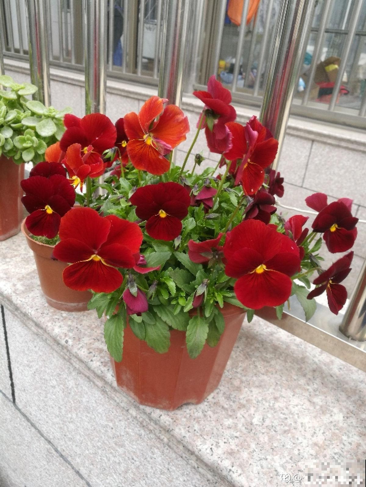 7种花，花语是思念，最适合中秋送给想念的人