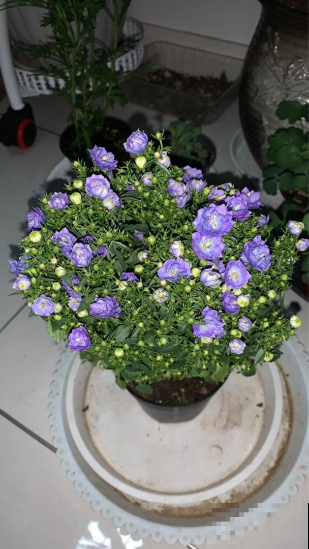 买之前嫌弃的不行,买之后开花颜值超高,这6种花越养越上瘾 买之前嫌弃的不行,买之后开花颜值超高,这6种花越养越上瘾