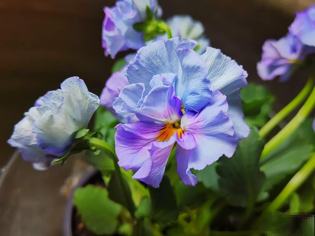 特耐寒的角堇，皮实好养，天冷照样爆盆