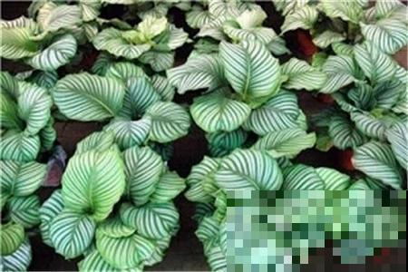 5种花满身花纹，耐阴性强，没光也能养