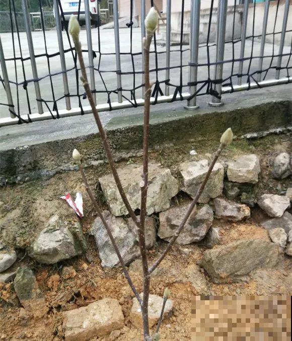 家门口种棵“吉祥花”，满树都开花，还有“镇宅”好兆头