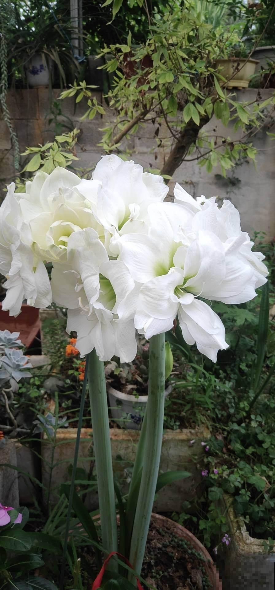 全网都在种的“阿弗雷”，单朵花比脸大，一开花就预示着“吉祥”