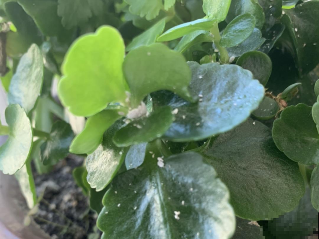 自制养花杀虫水，现在给花喷一喷，3天见效