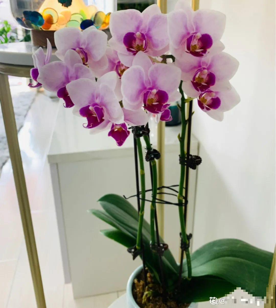 养花一直不开花,给他套个黑塑料袋,花苞呼呼冒 养花一直不开花,给他套个黑塑料袋,花苞呼呼冒