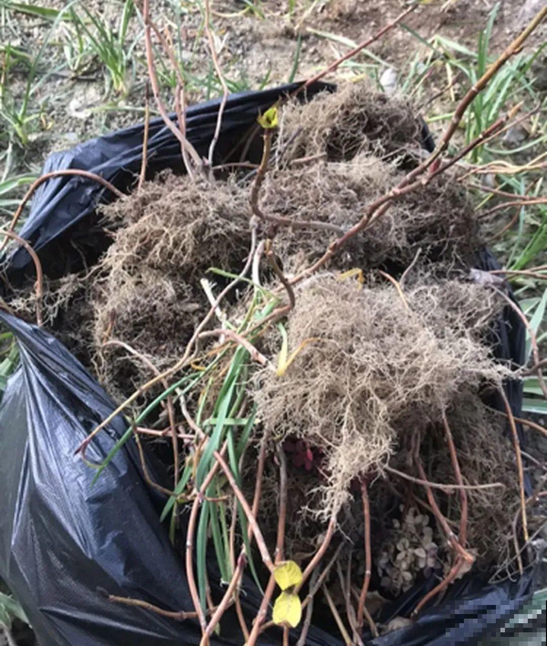 7种花冬天会假死，叶子掉光不要扔，明年还能大爆花！