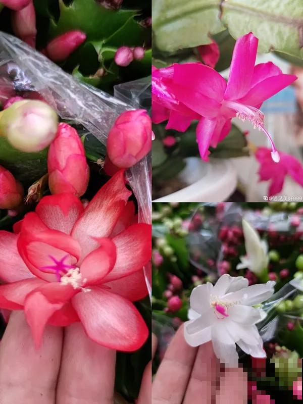 蟹爪兰“睡醒了”，给花施点肥，花苞呼呼冒