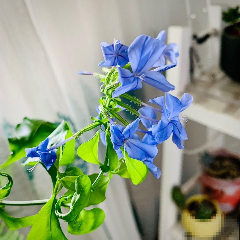 冬天给花浇水，要注意3点，植物喝饱水长得旺