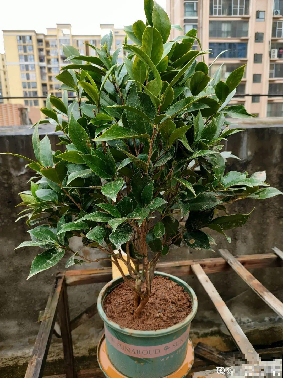 秋天种16种花，冬天就能开爆盆，满盆都是花