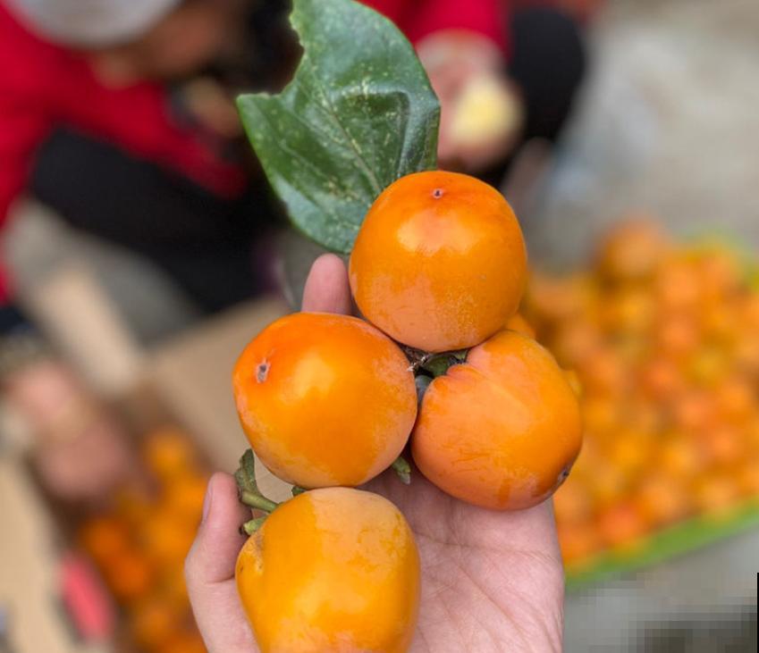 拥有一颗柿子树，满树挂满“小灯笼”，日子红火又吉祥