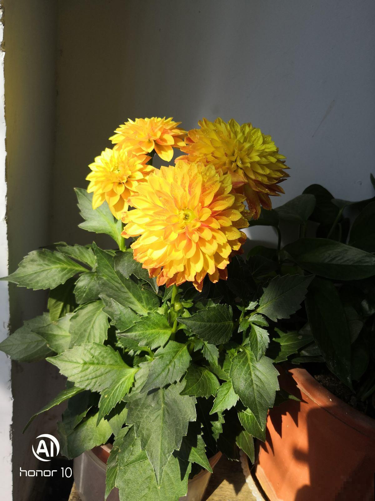 只是在家养了盆大丽花，开花竟然比牡丹还美，惹得邻居直称赞