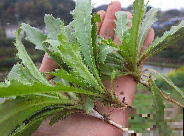 农村3种常见野草，是不可多得的中草药，别小瞧了