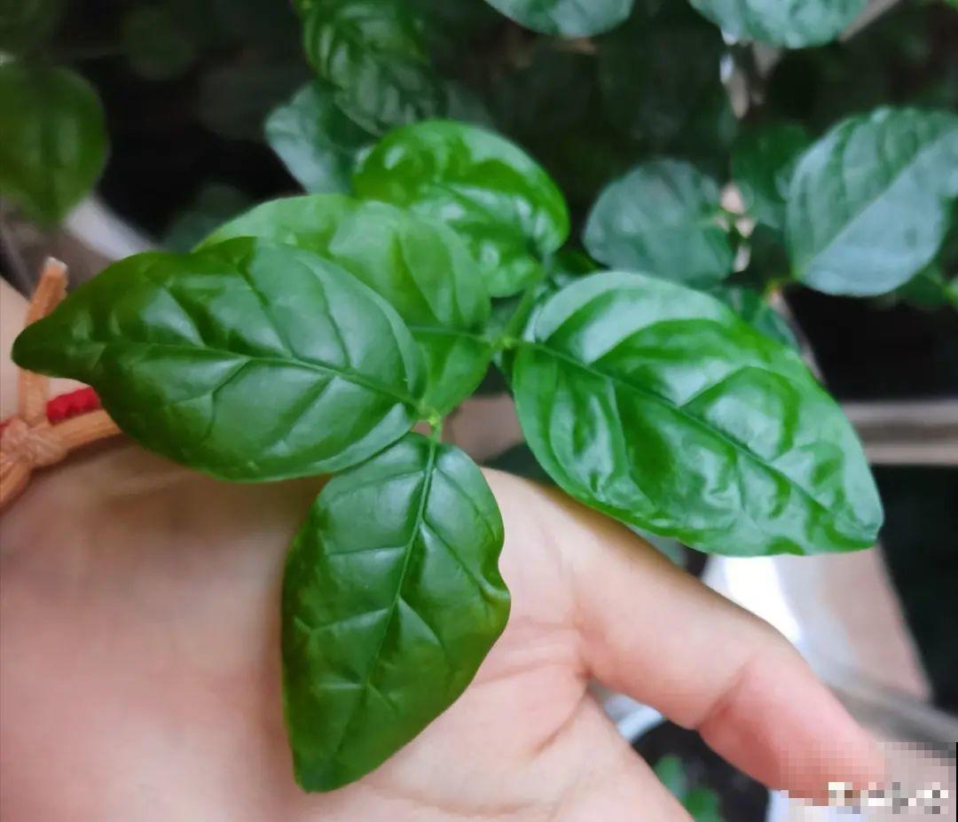 9种花特怕冷,现在赶紧套个袋,保暖很重要 9种花特怕冷,现在赶紧套个袋,保暖很重要