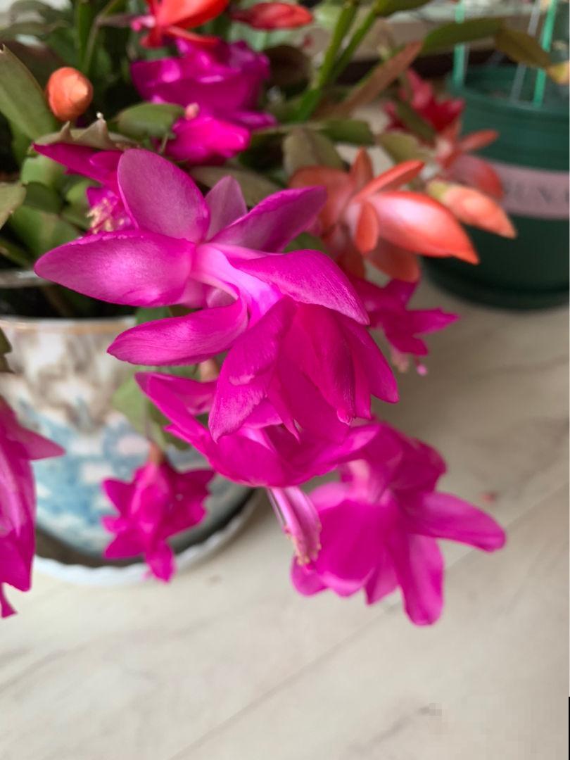 熟记养花6招，告别蟹爪兰叶黄耷拉，年底花开满盆