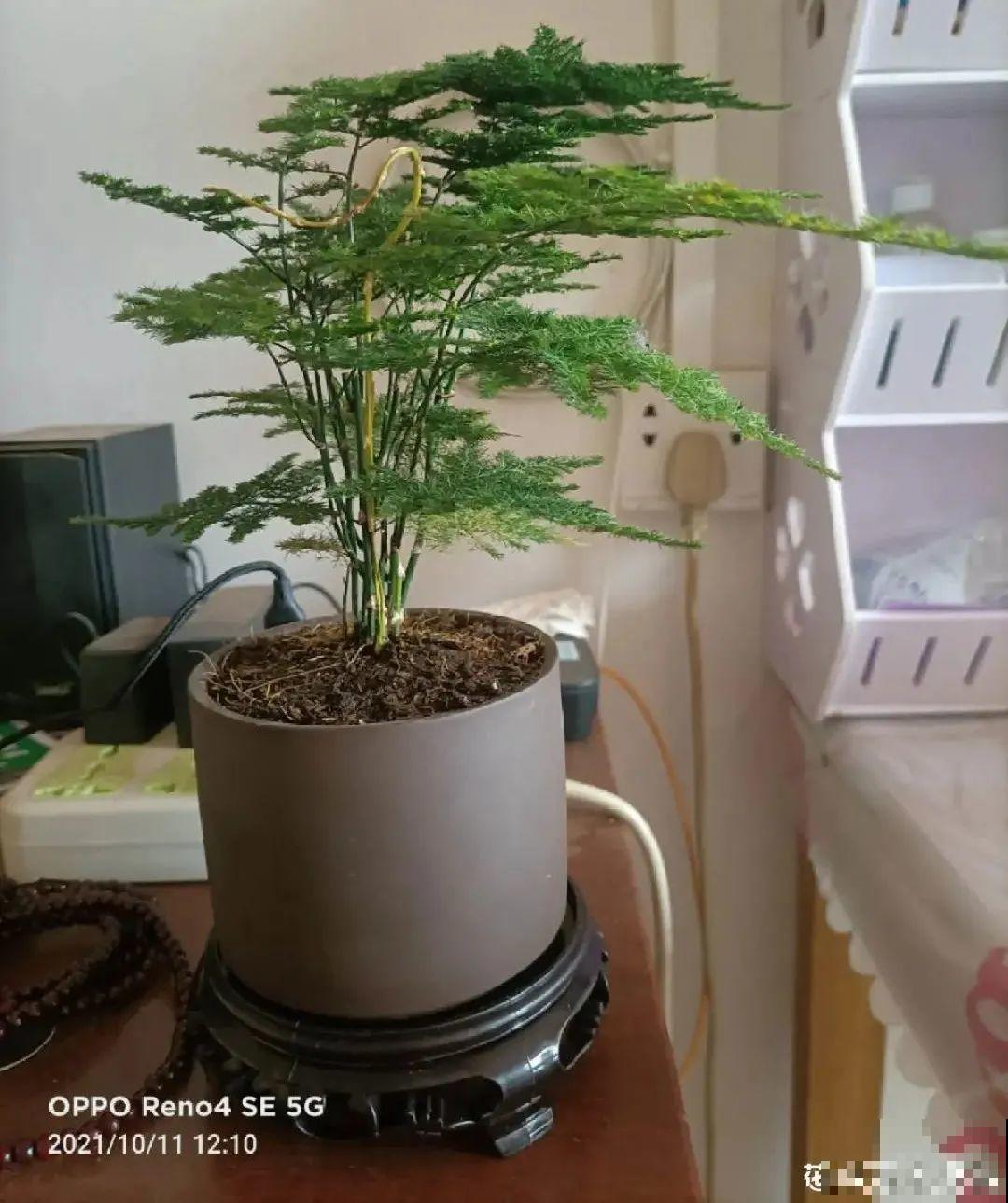 爱“生崽”的花,现在赶紧翻盆,一盆变多盆还能挣钱 爱“生崽”的花,现在赶紧翻盆,一盆变多盆还能挣钱