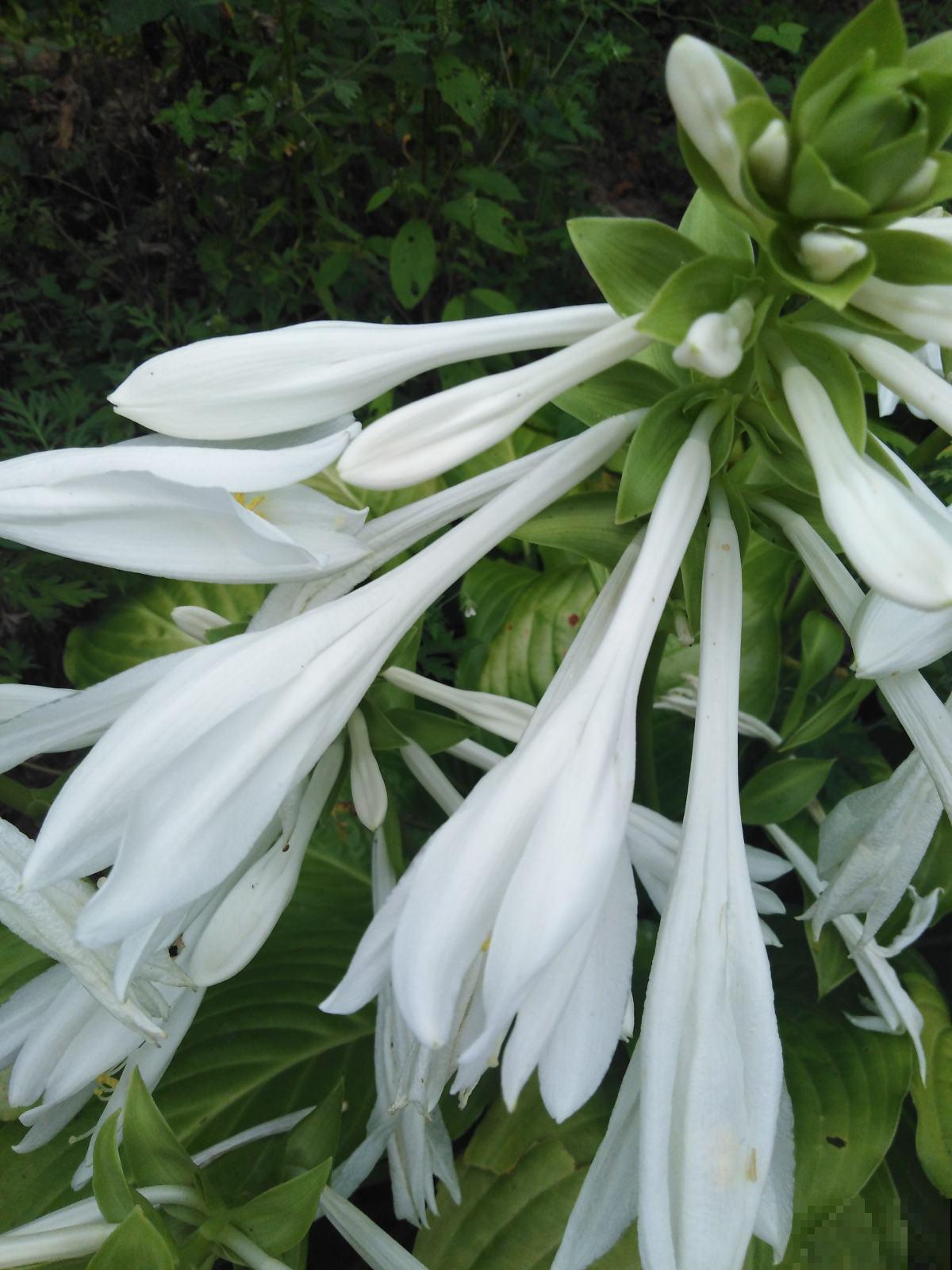 家里没光照，就养盆玉簪，耐阴开花多