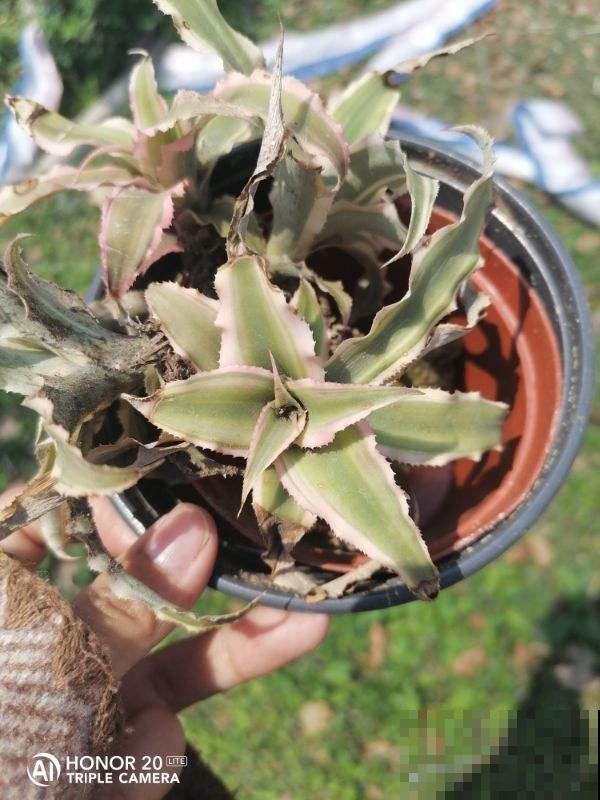 找对地方捡花，买花钱能少一半，你都知道从哪捡花吗