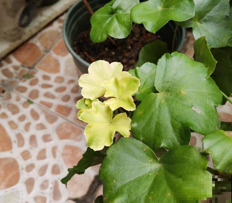 为什么养的花草总枯死？原来5个要点没注意，以前真是白费功夫了