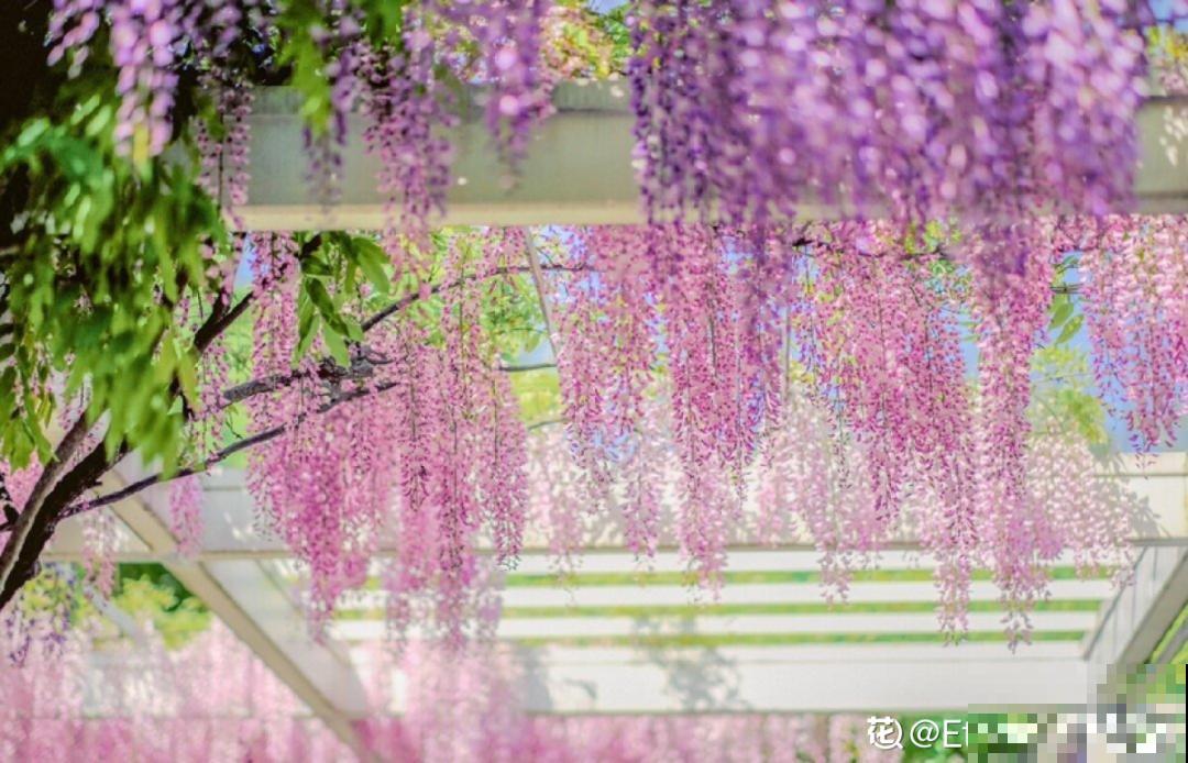 八种花养成老桩,有镇宅旺家好兆头,生机满满 八种花养成老桩,有镇宅旺家好兆头,生机满满