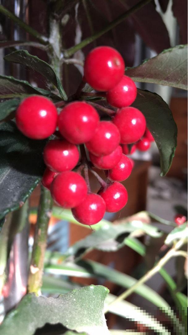 冬天常见的2种“红火花”,枝条挂满红果果,喜庆吉祥有好兆头 冬天常见的2种“红火花”,枝条挂满红果果,喜庆吉祥有好兆头