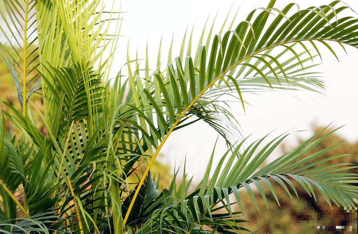 常见20种净化空气的室内植物