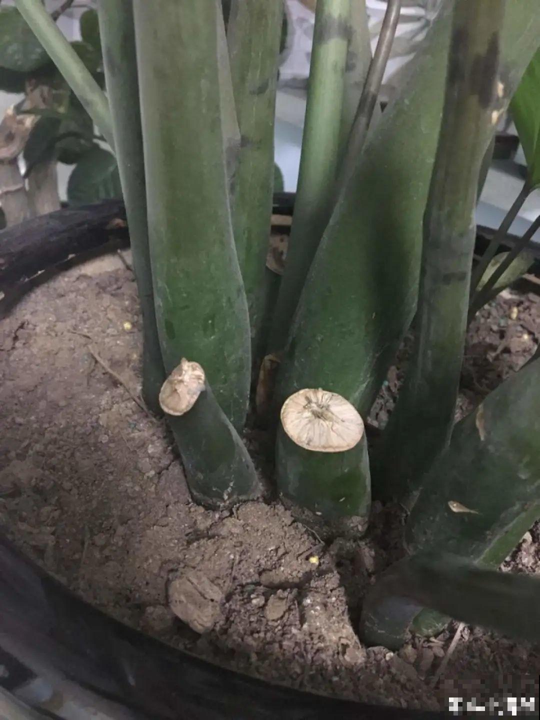 10种花得穷养，盆越小、水越少，越长得旺