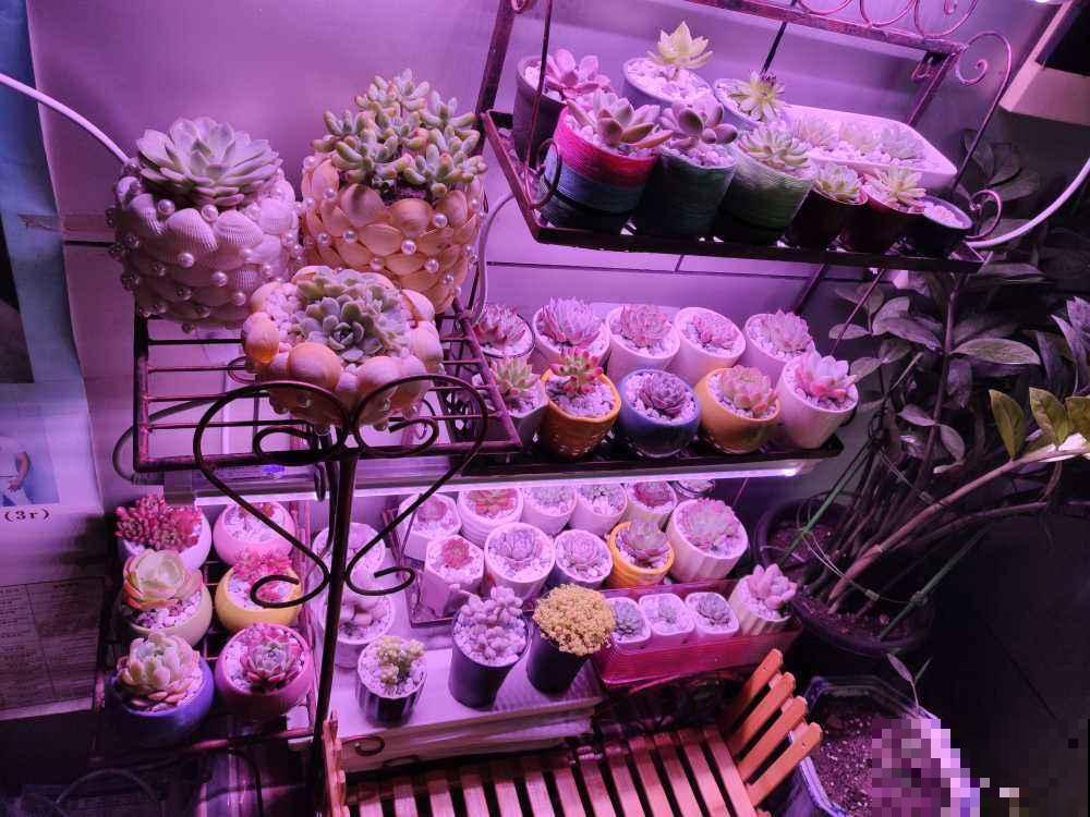 5个道理,养花10年才逐渐懂得,养花更是养人心 5个道理,养花10年才逐渐懂得,养花更是养人心